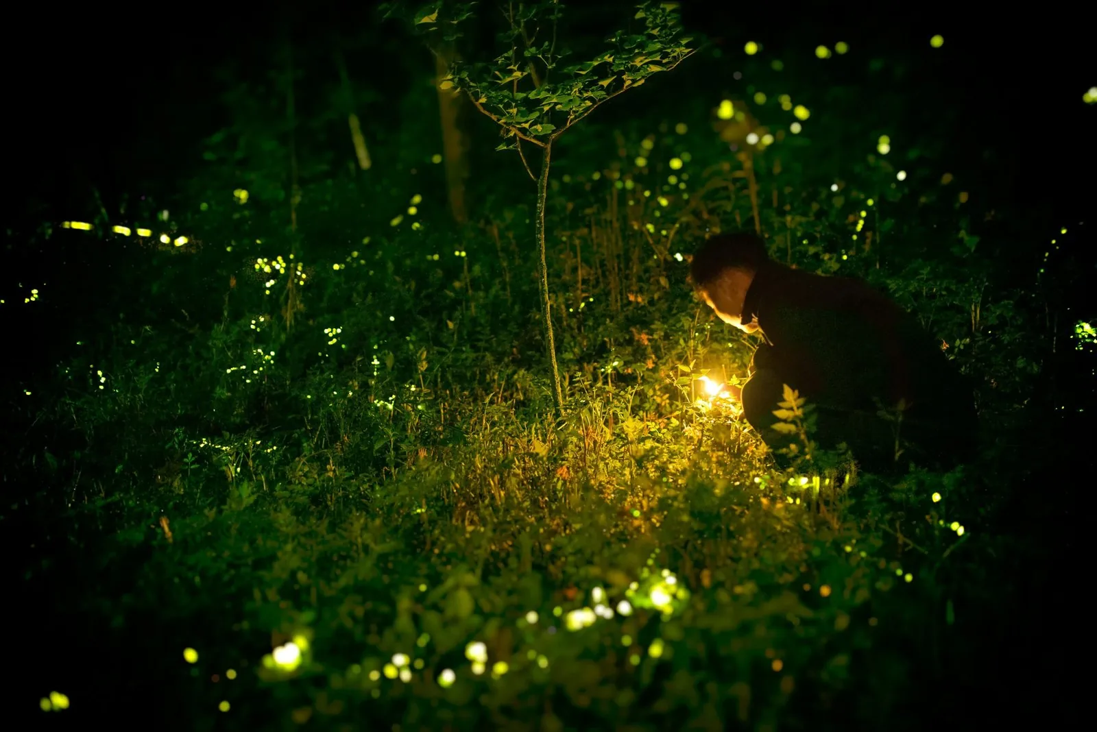 Bosque iluminado por luciérnagas